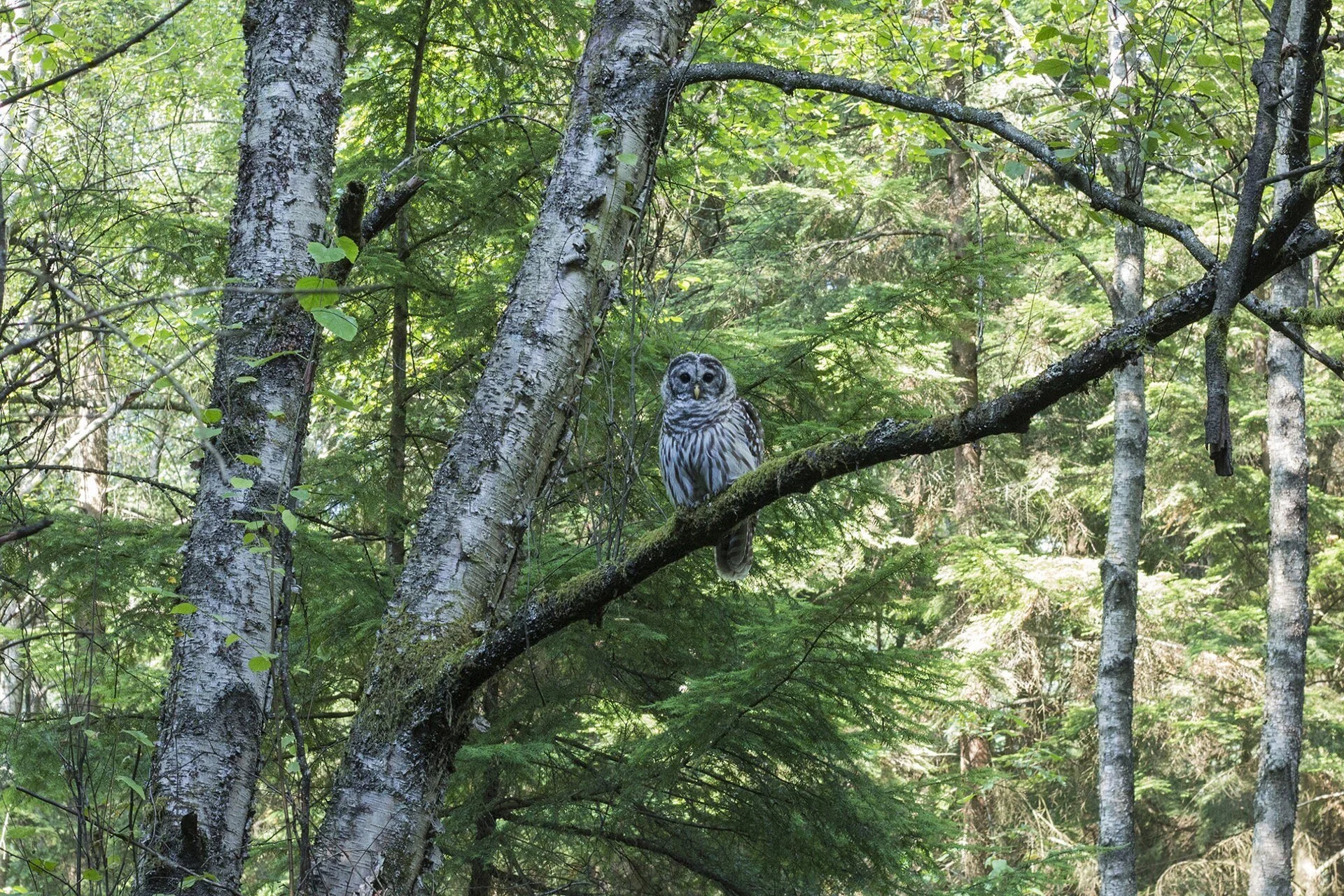 An owl perched in the forest of Mundy Park, Coquitlam.