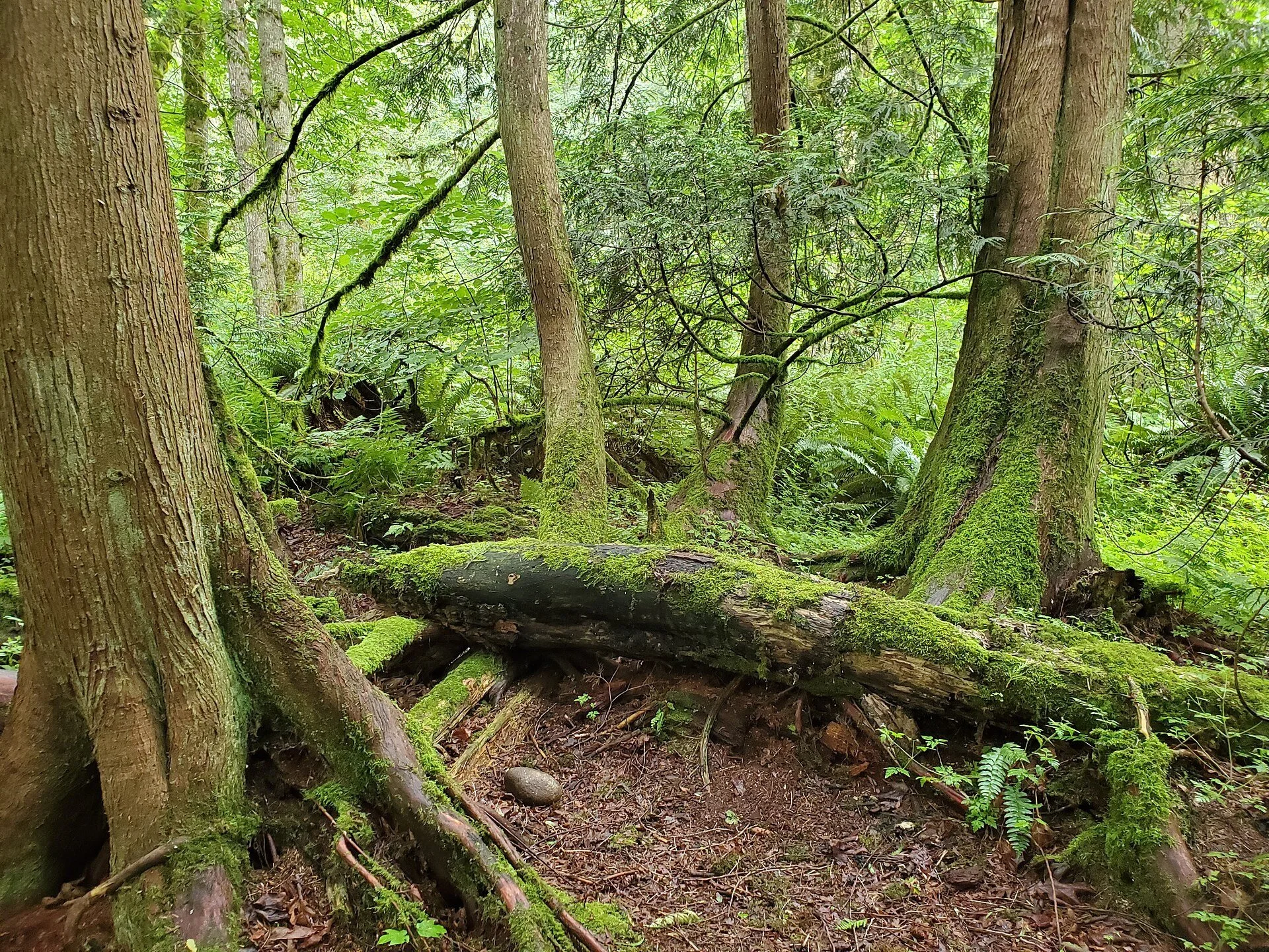 Tall trees and a mossy fallen log in the forest at Campbell Valley Regional Park.