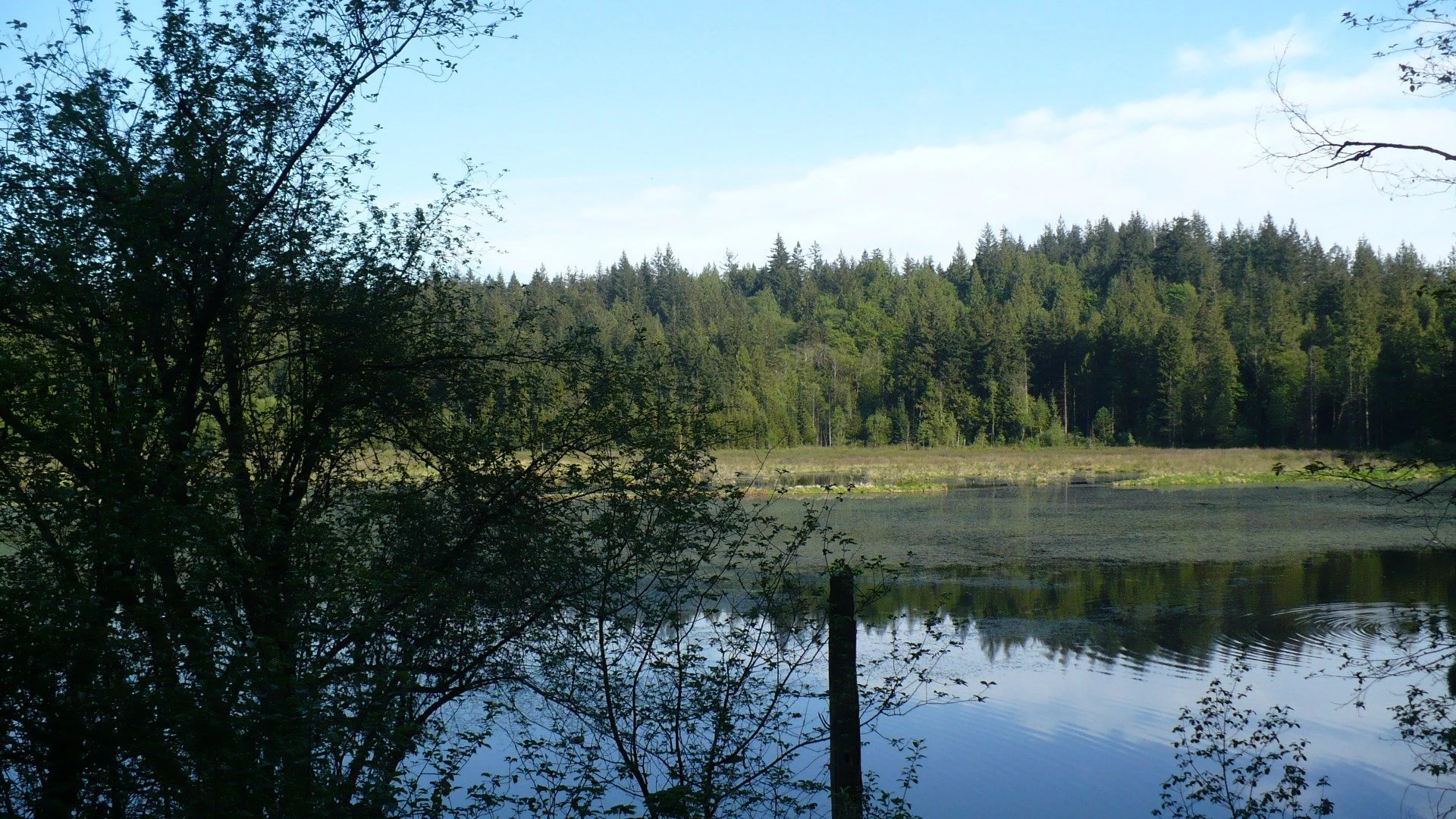 The marsh at Minnekhada Regional Park in Coquitlam.