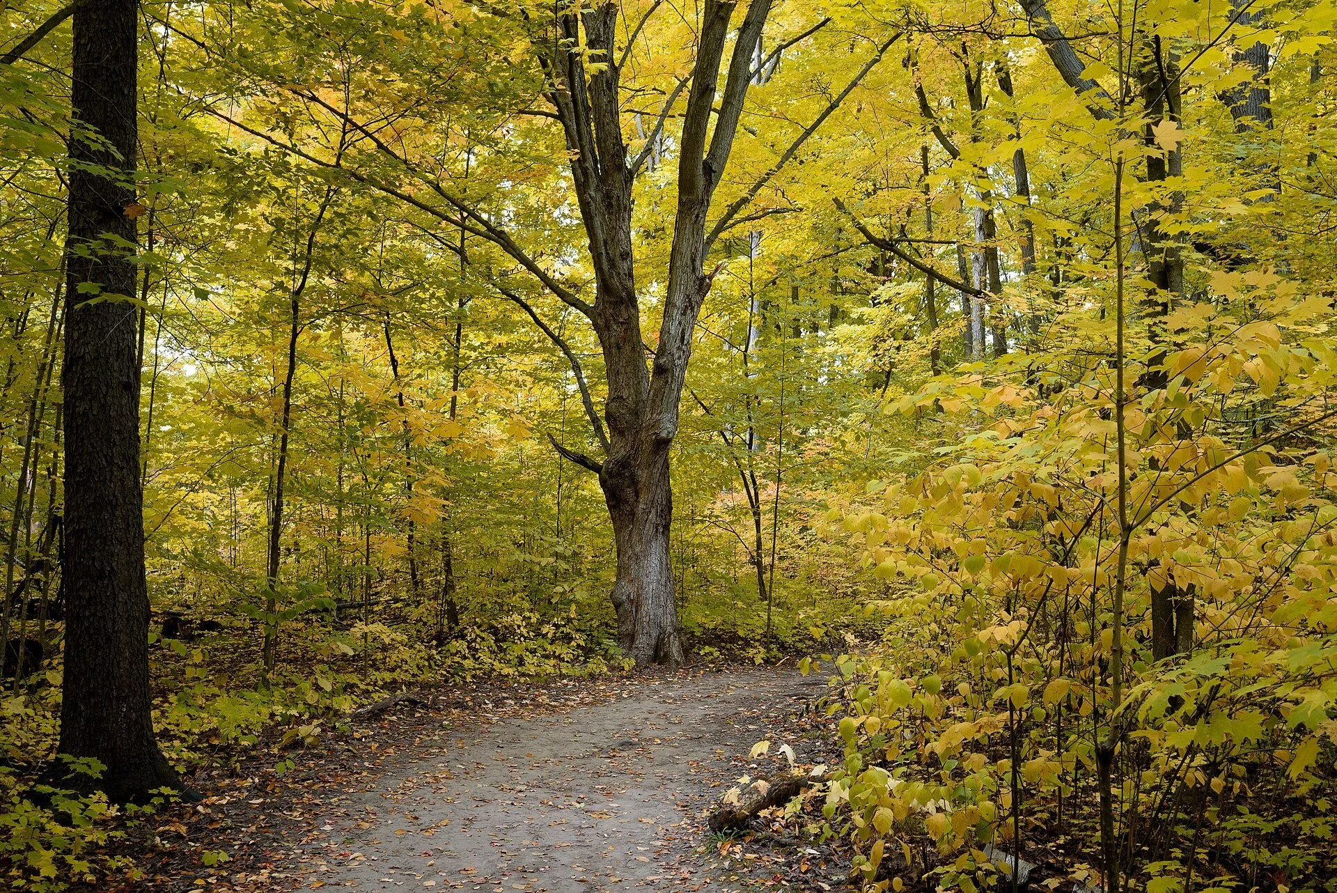 A gravel trail through yellow autumn woods at Limehouse Conservation Area in Halton Hills.