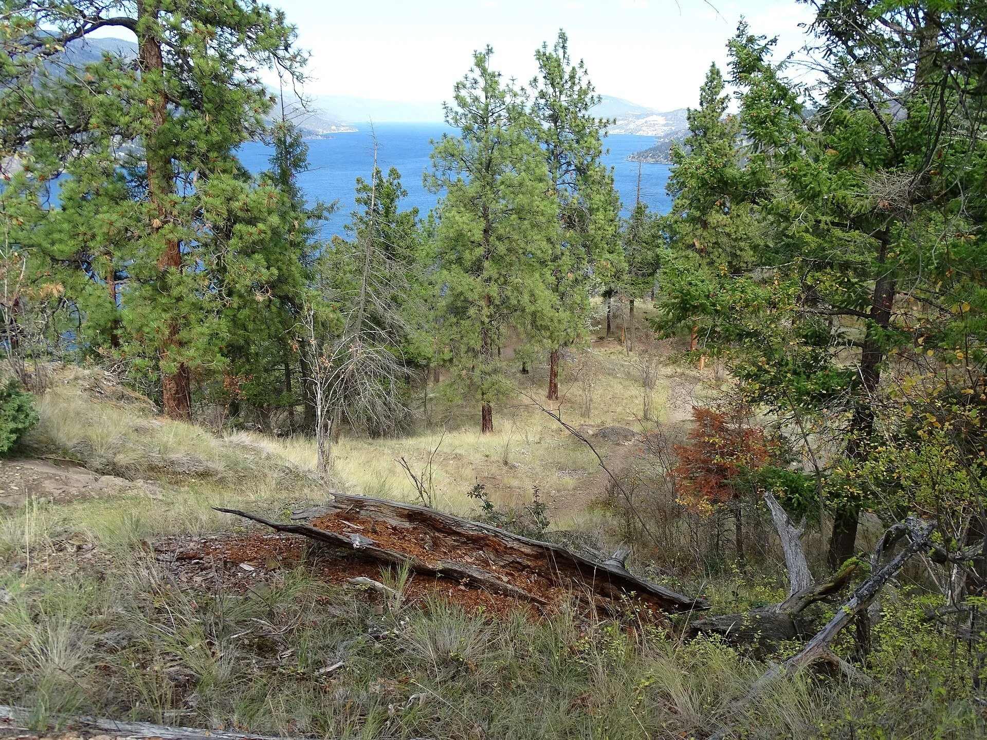 A trail through Knox Mountain Park in early autumn.