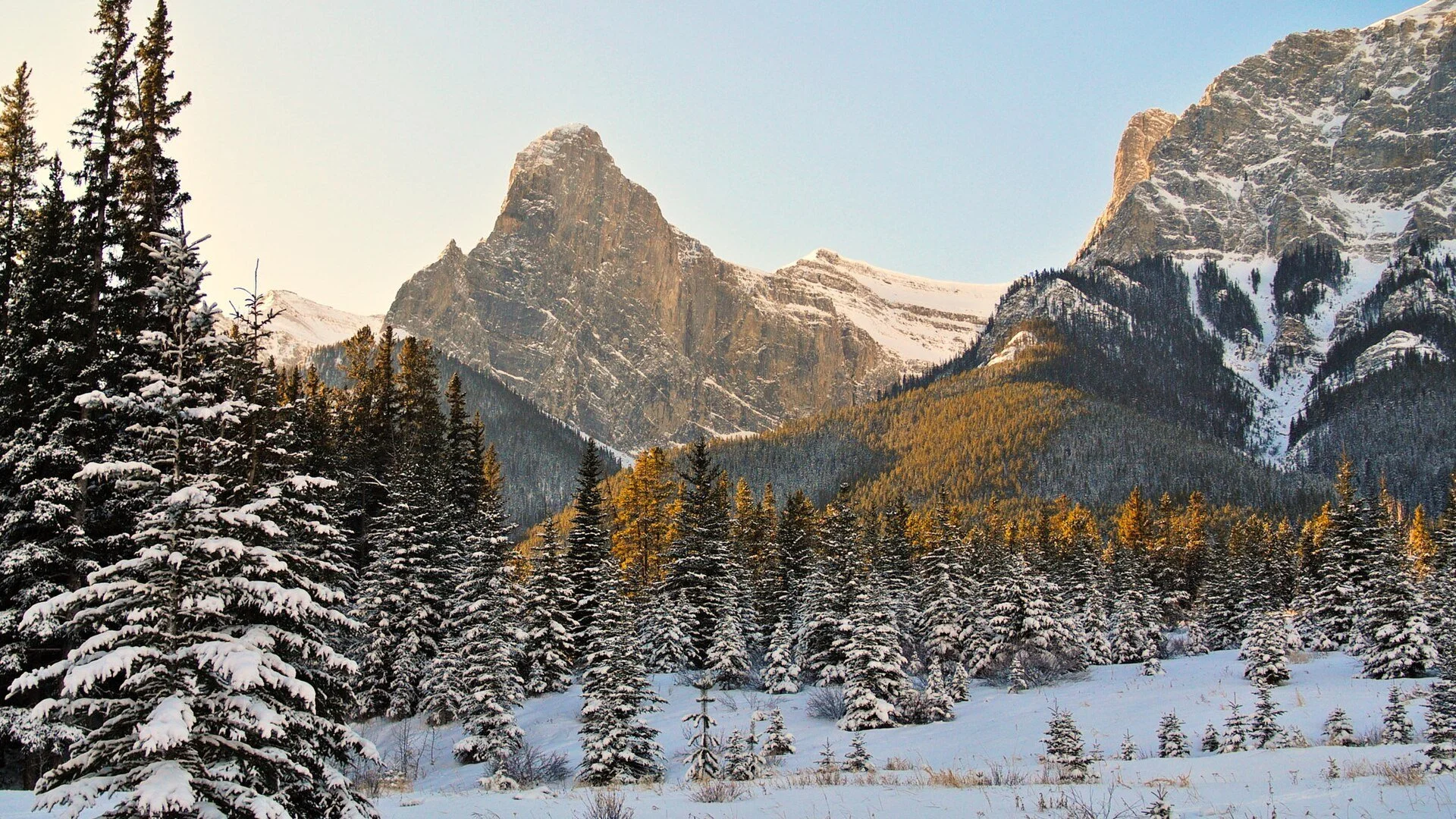 Snowy evergreens below rugged mountain peaks, seen from the Canmore Nordic Centre on a winter morning.