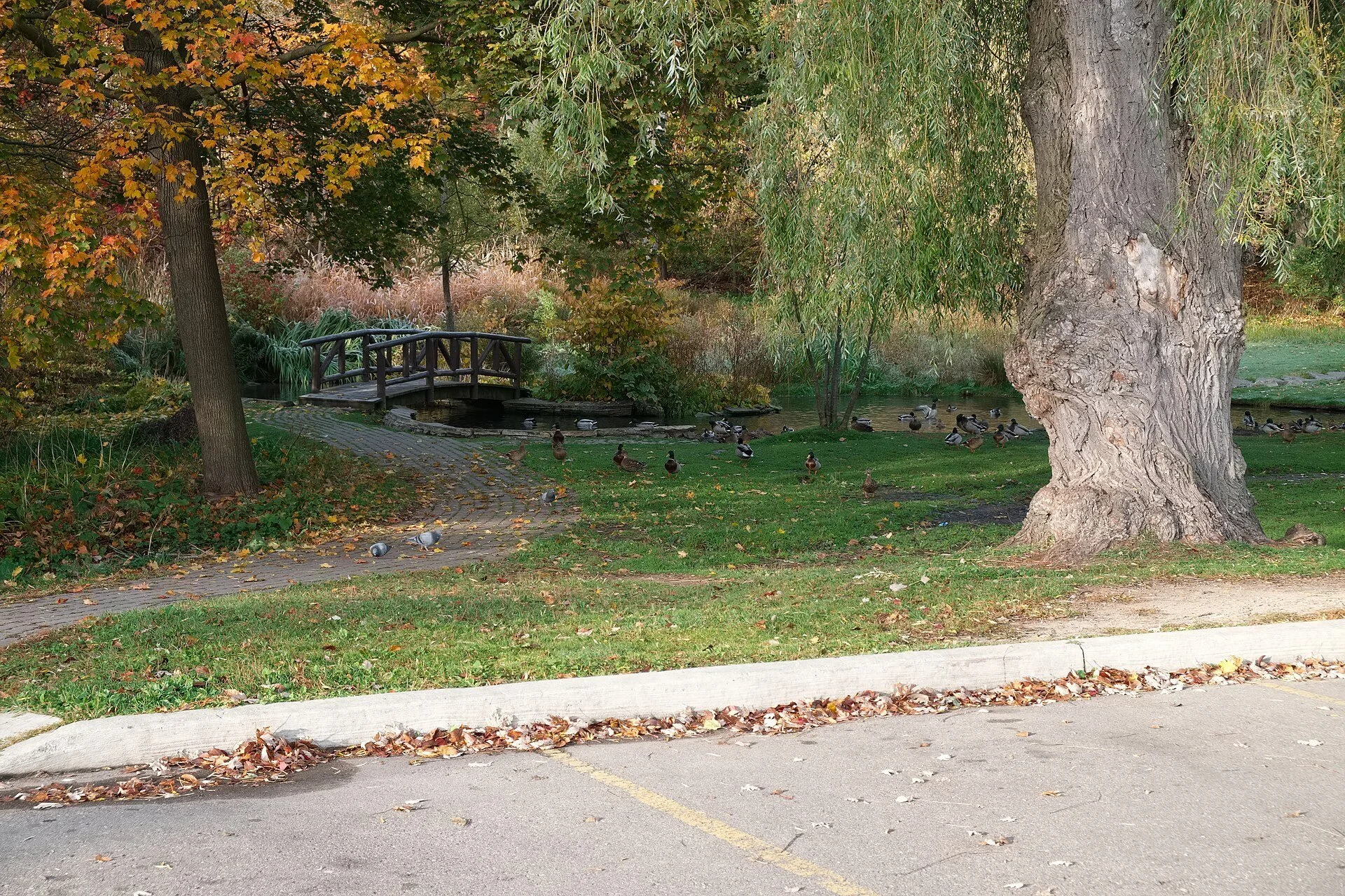A paved path, a footbridge and a large willow at James Gardens in Etobicoke in autumn.