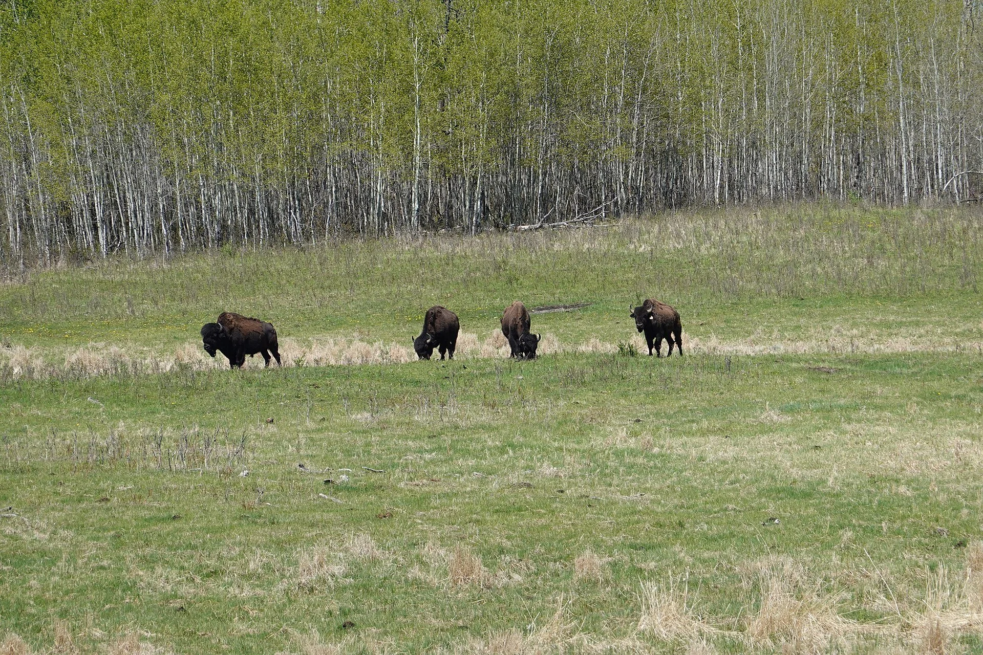 Bison grazing in a meadow at Elk Island National Park, east of Sherwood Park.