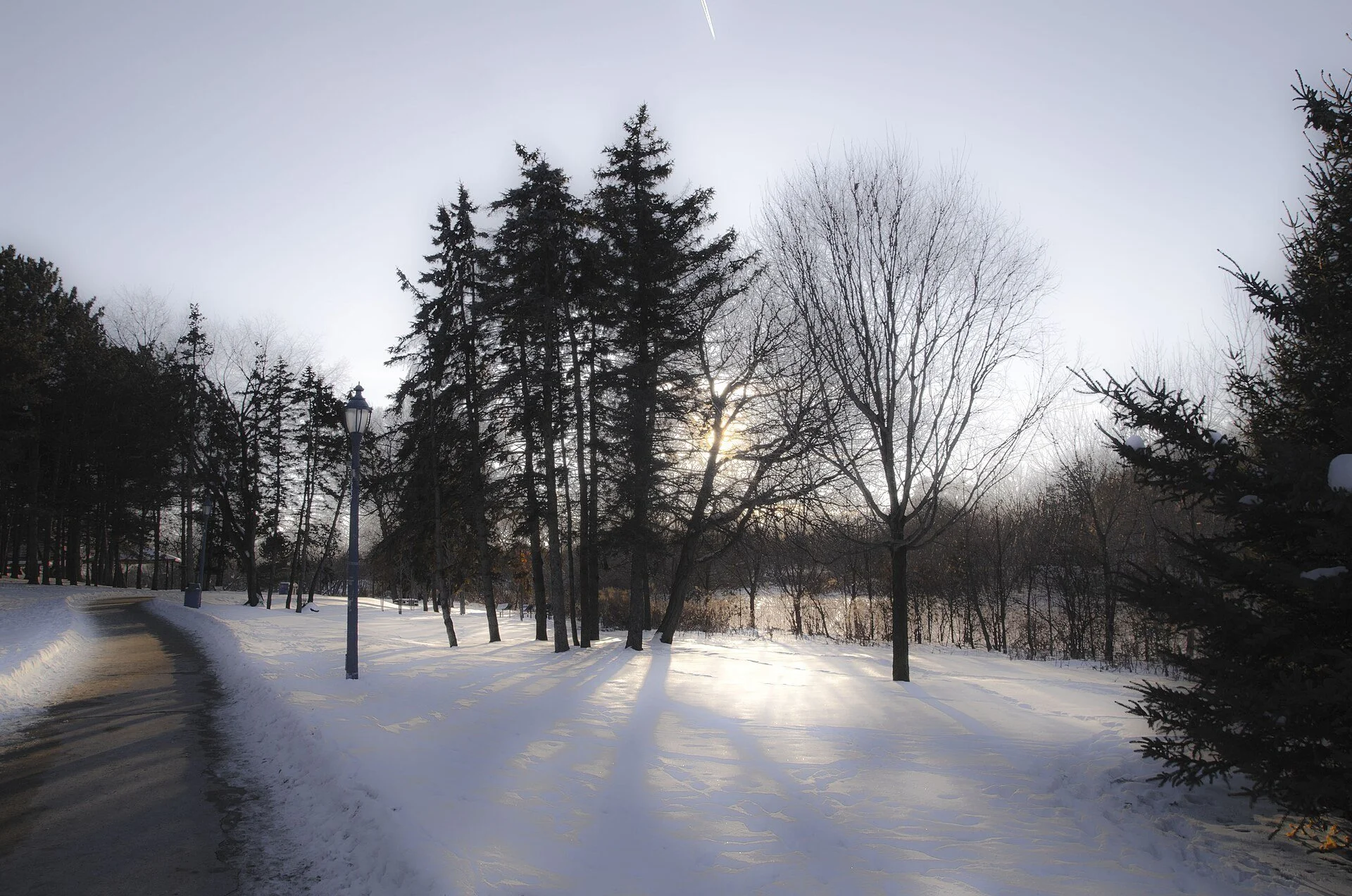 A snowy path along Fairy Lake in Newmarket, lined with tall evergreens and bare trees in low winter sun.