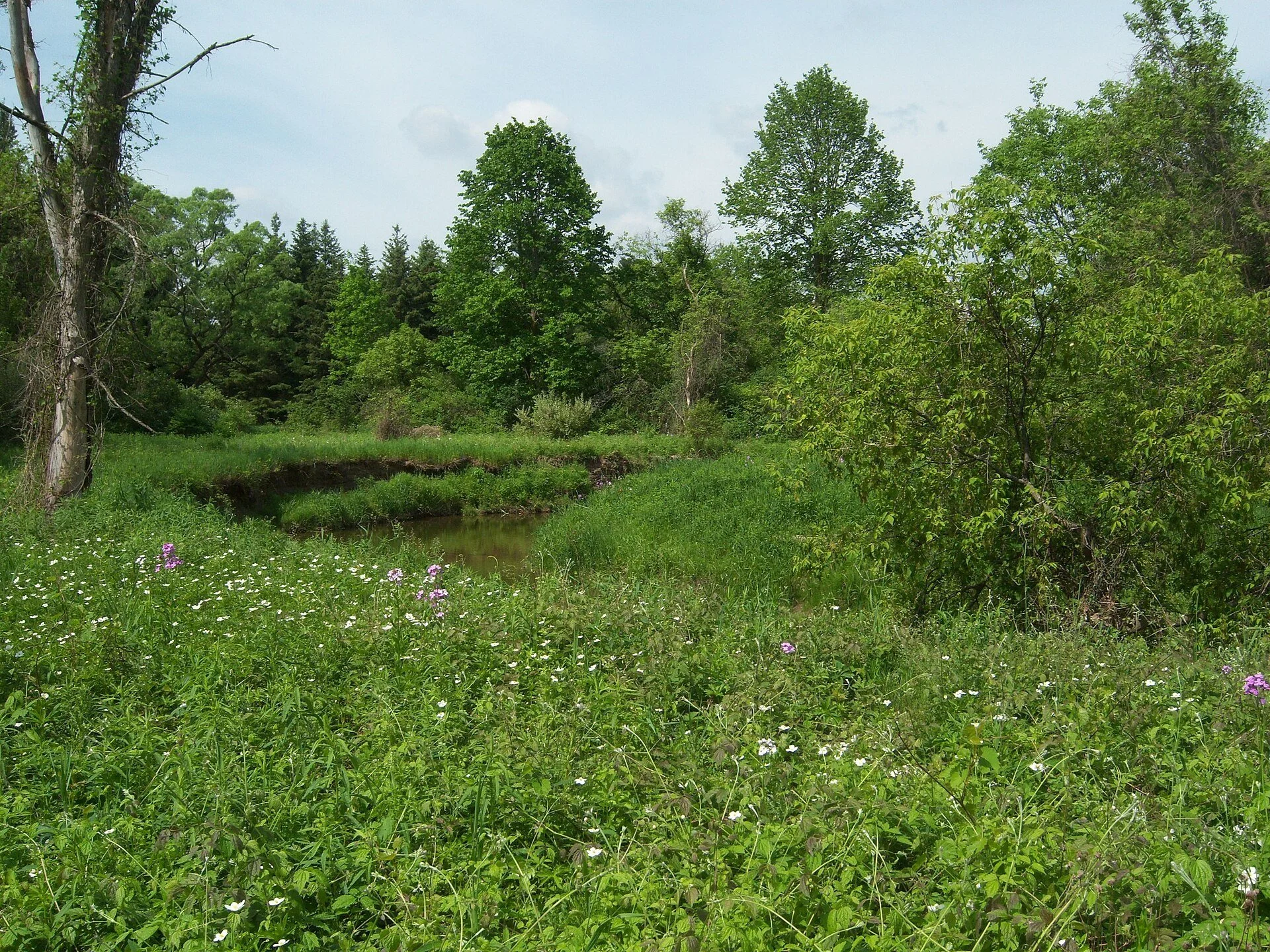 Wildflower meadow and woods along a trail at the Kortright Centre for Conservation in Vaughan.