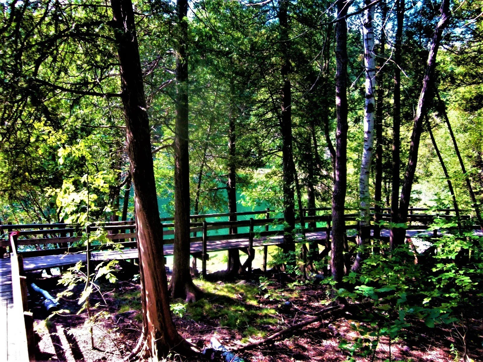 A wooden boardwalk winding through tall cedar forest at Crawford Lake Conservation Area.