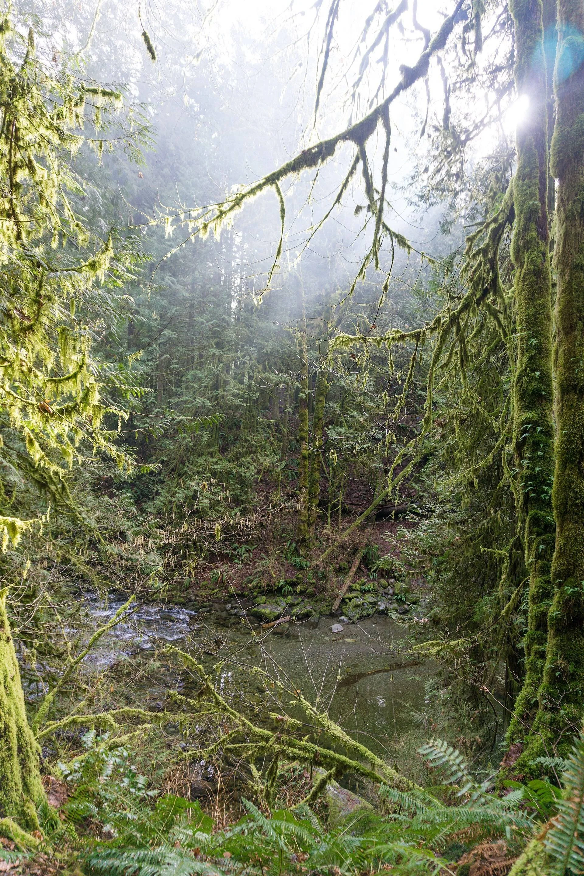 Mossy forest and ferns in Goldstream Provincial Park near Langford.