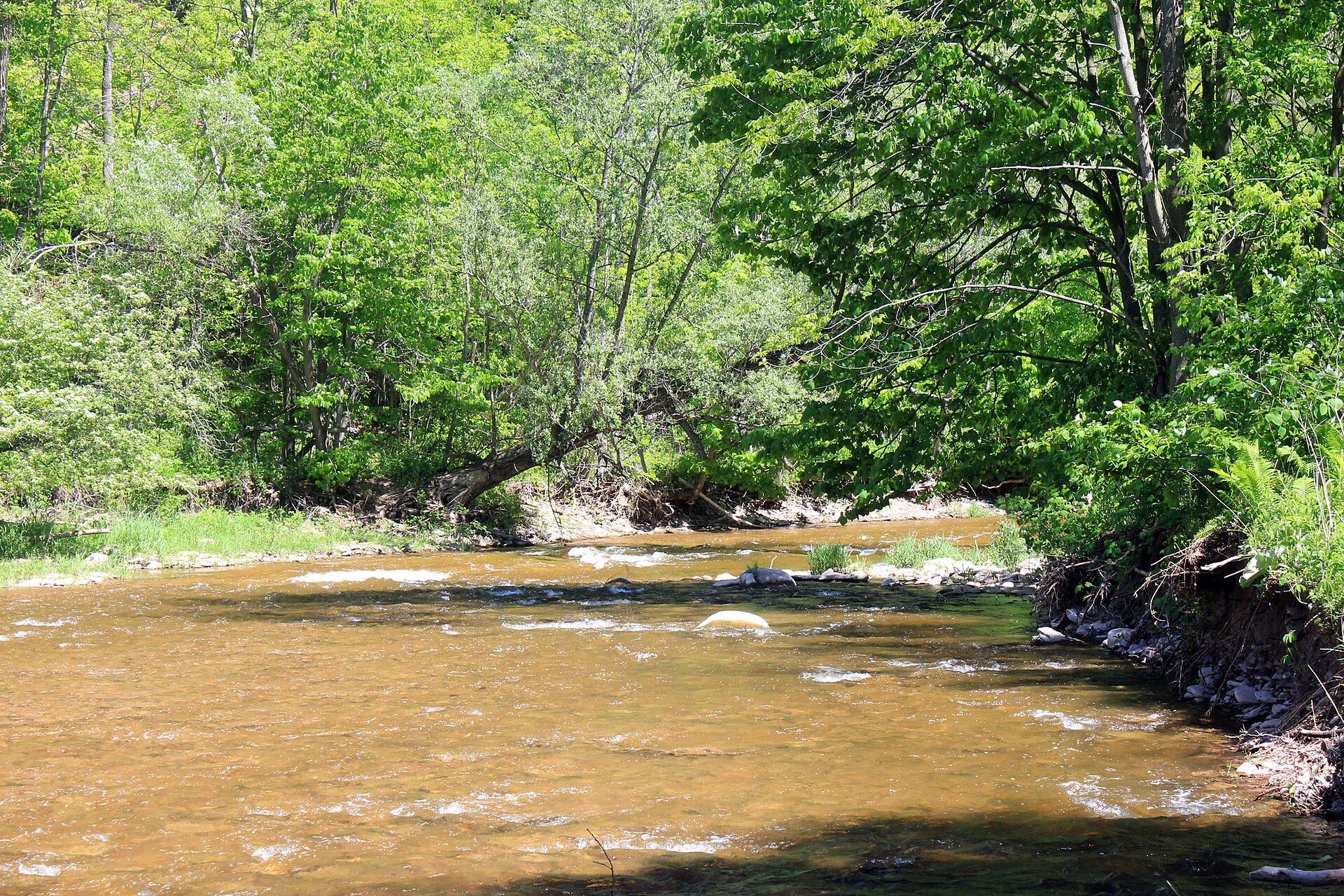 Bronte Creek running through green woods in Bronte Creek Provincial Park, Oakville.