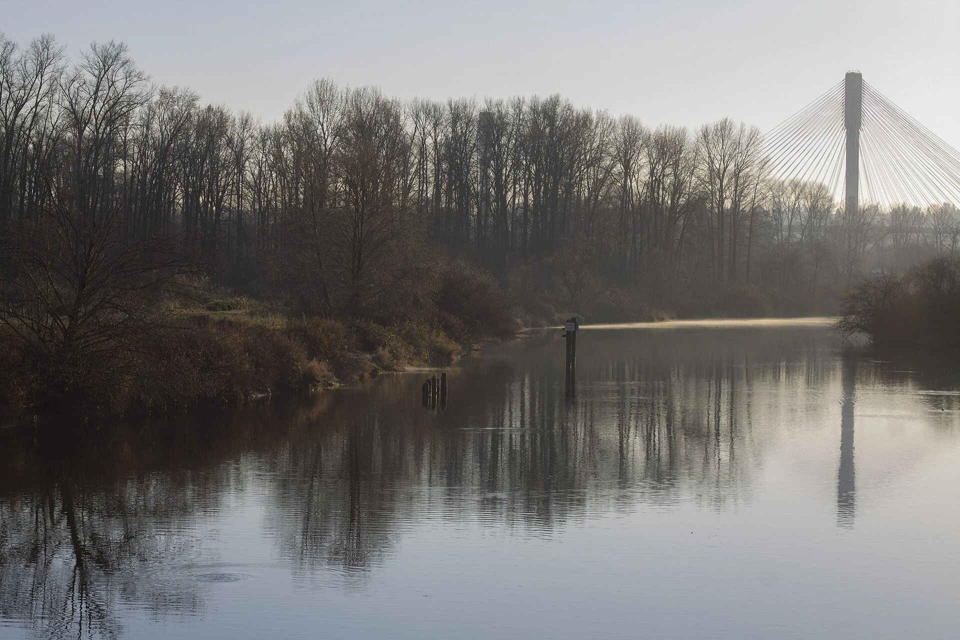 Calm water reflecting bare trees at tla-hut-um Regional Park (formerly Colony Farm), with the Port Mann Bridge tower in the distance.
