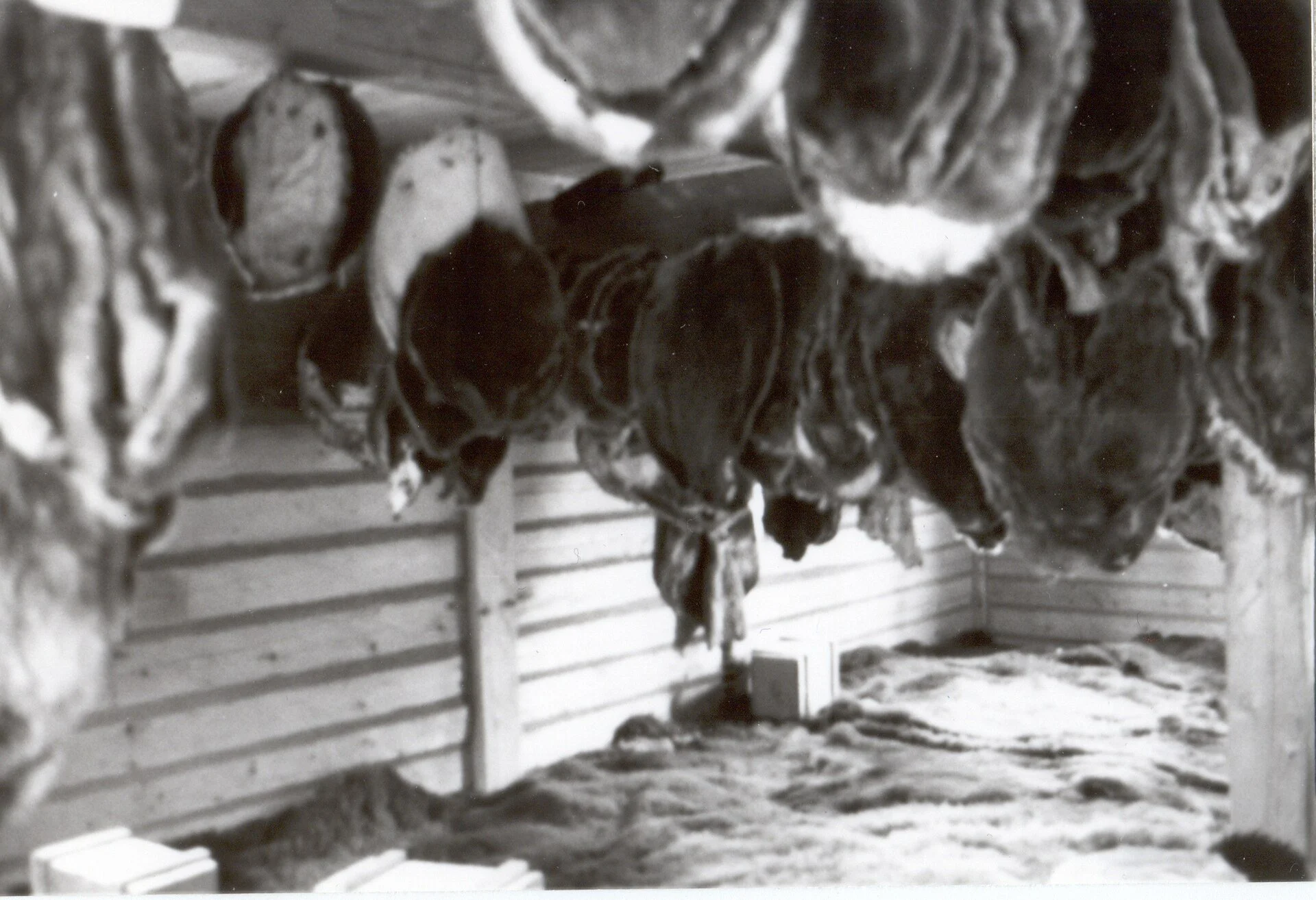 Furs hanging inside the fur store at Fort William Historical Park in Thunder Bay.