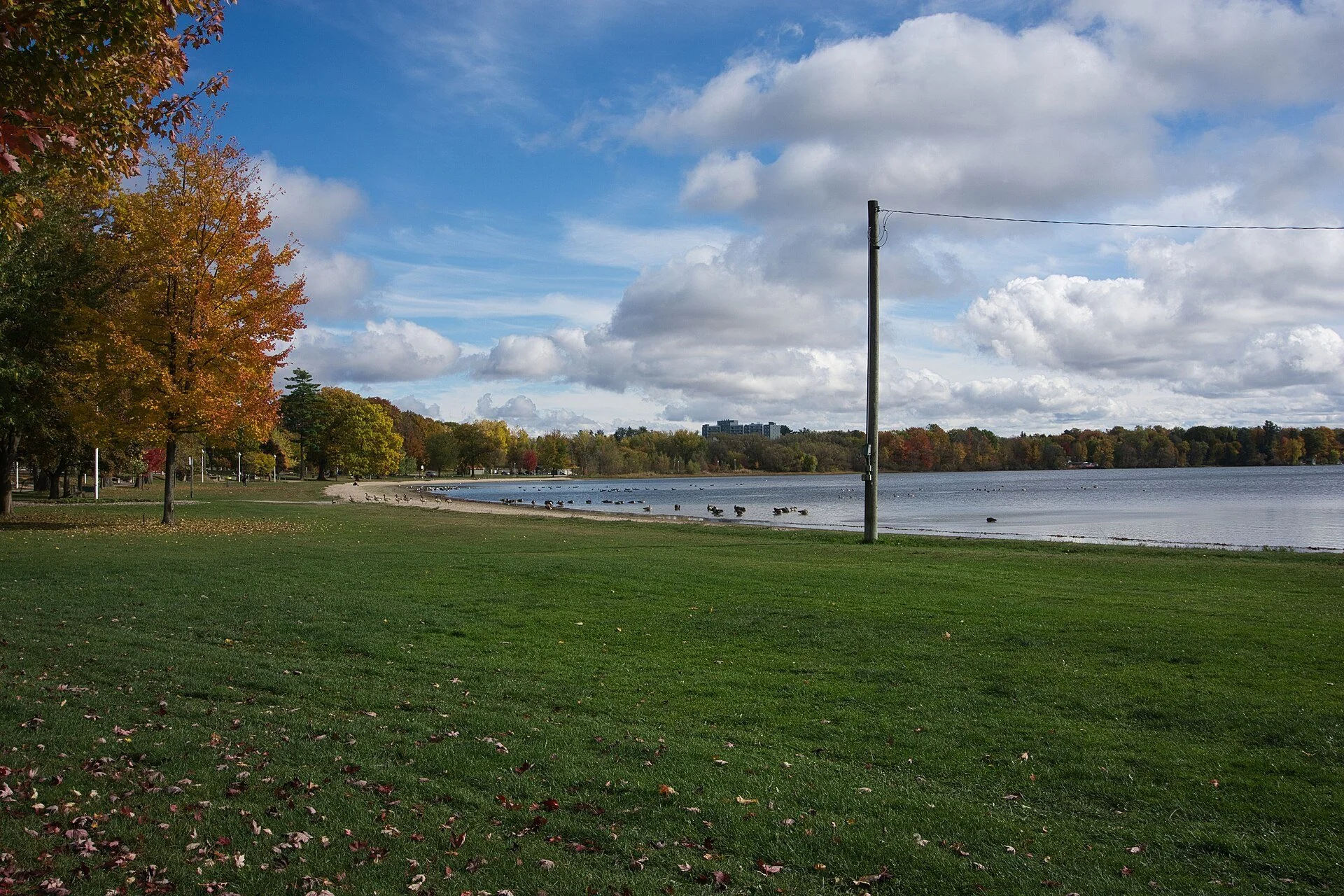 Grass and trees beside Little Lake in Little Lake Park, Midland.
