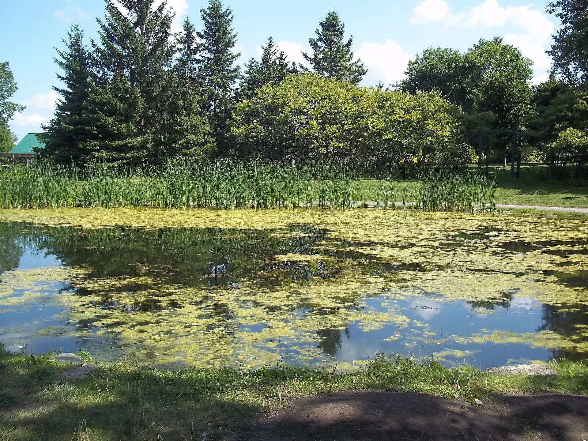 A pond surrounded by trees and tall grasses at the Centre de la Nature in Laval, Quebec, in summer.