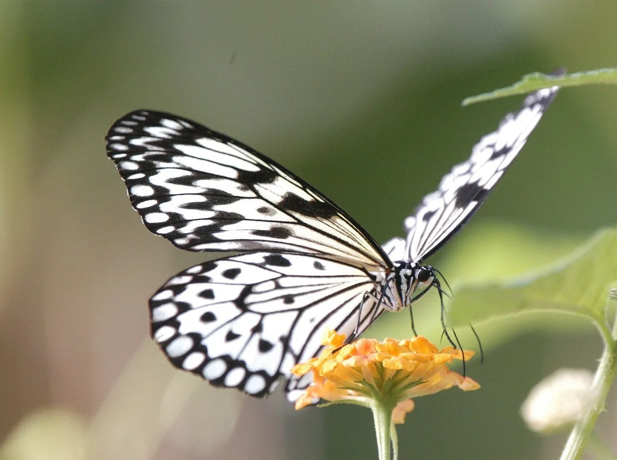 A black and white Paper Kite butterfly resting on an orange flower inside the Cambridge Butterfly Conservatory.