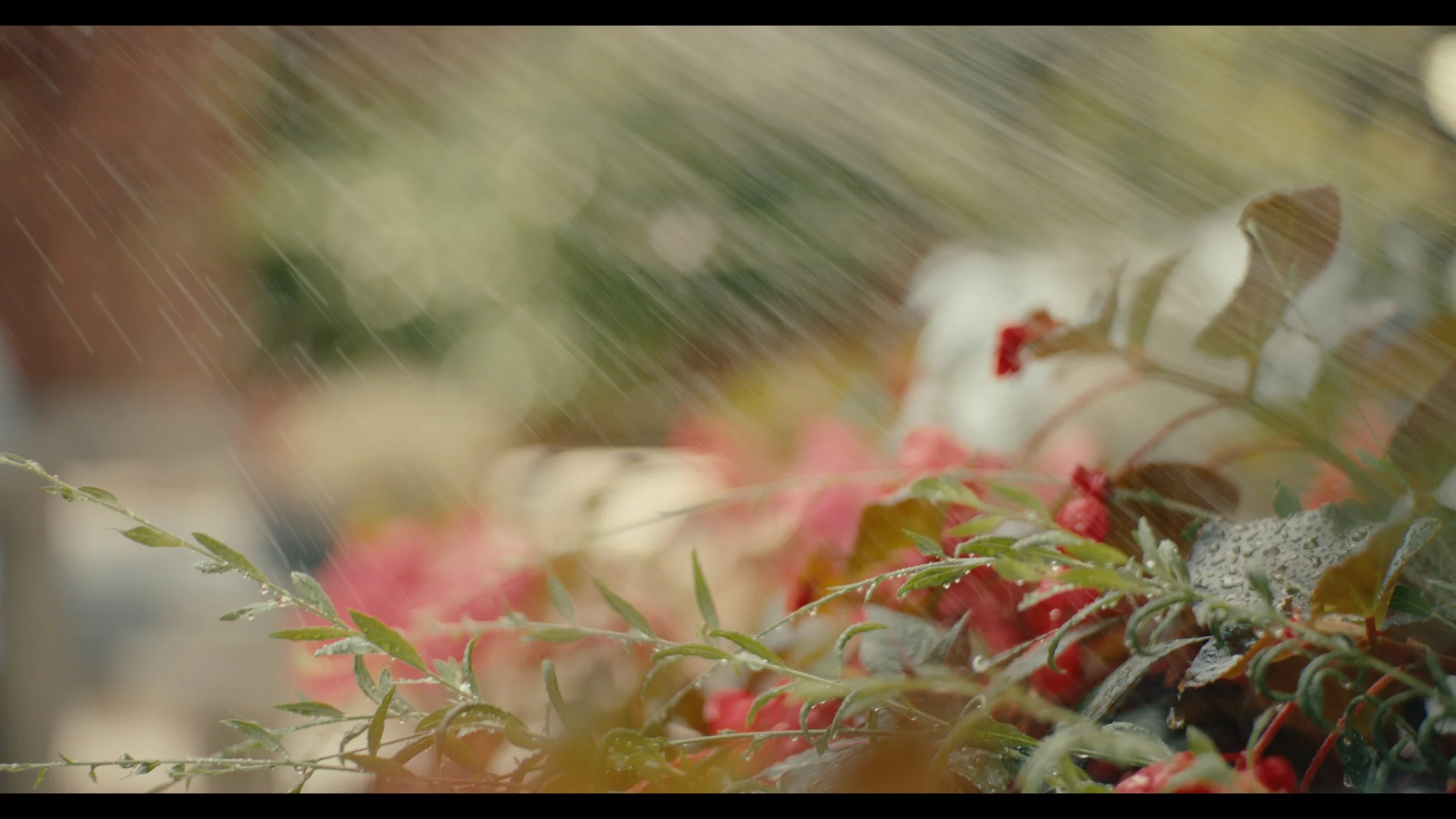 Still 2025-04-17 120904_1.52.1.jpg