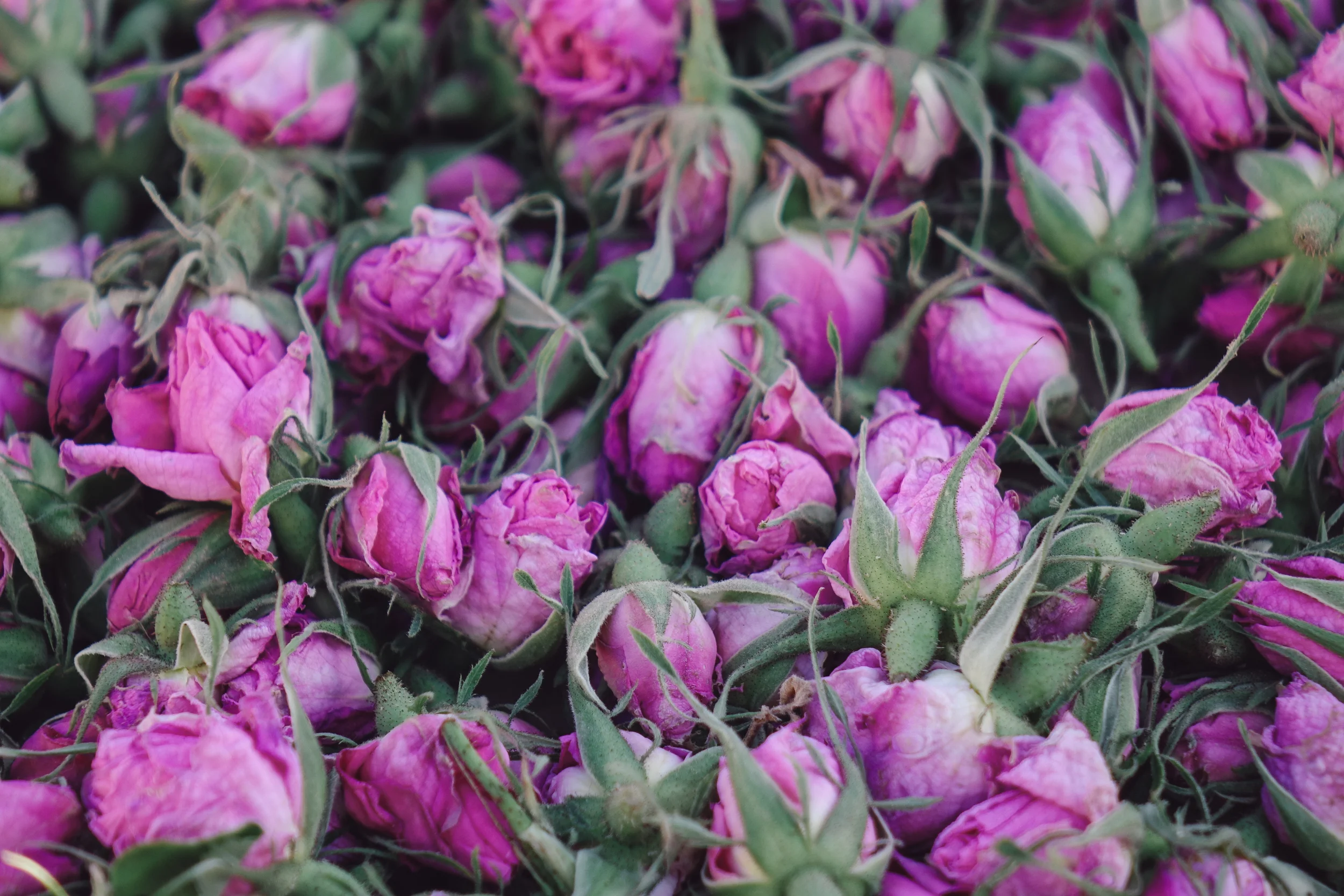 DSC04797-VSCO5.jpg
