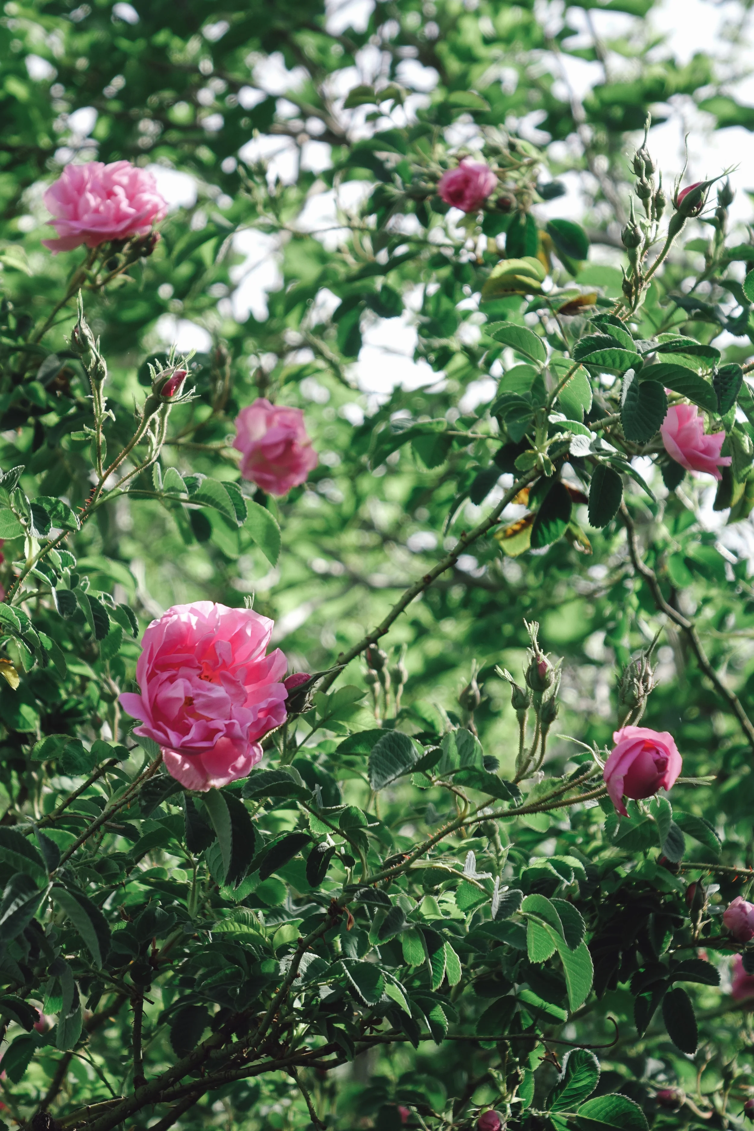 DSC04305-VSCO2.jpg
