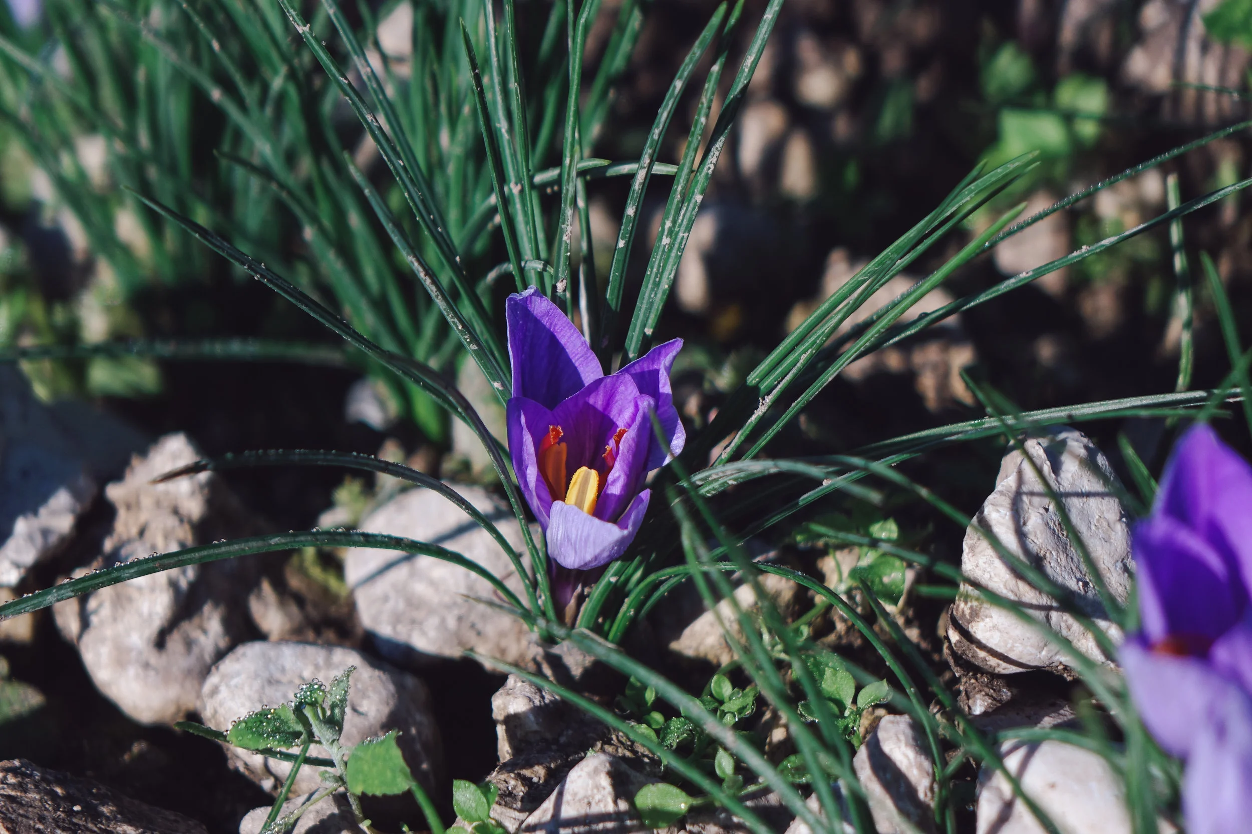 DSC00483_vsco.jpg
