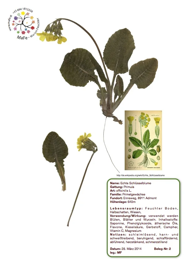 Herbarium Nr.2 - Schlüsselblume
