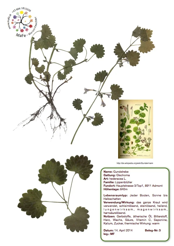 Herbarium Nr. 3 - Gundelrebe