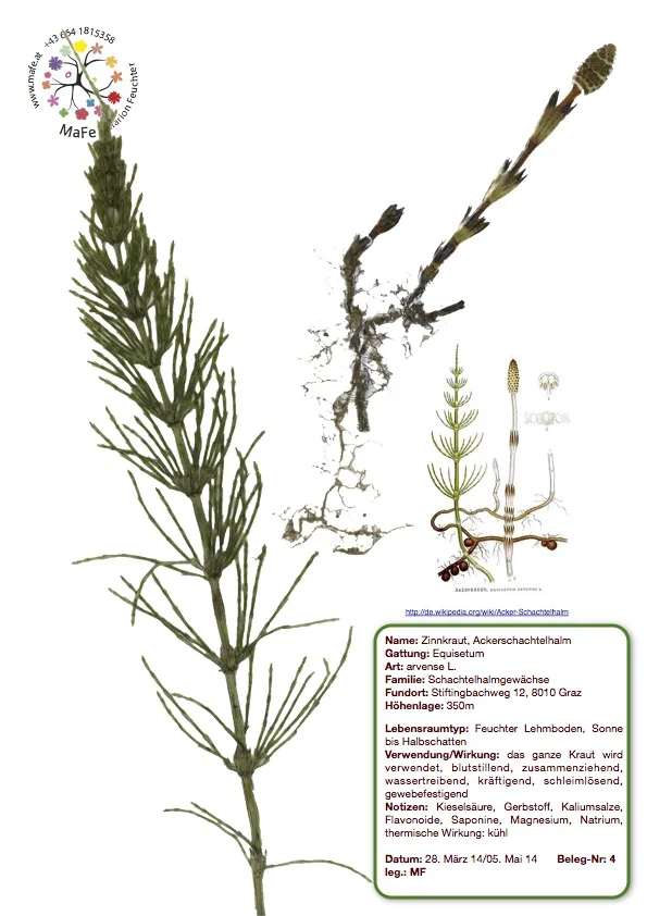 Herbarium Nr. 4 - Ackerschachtelhalm, Zinnkraut