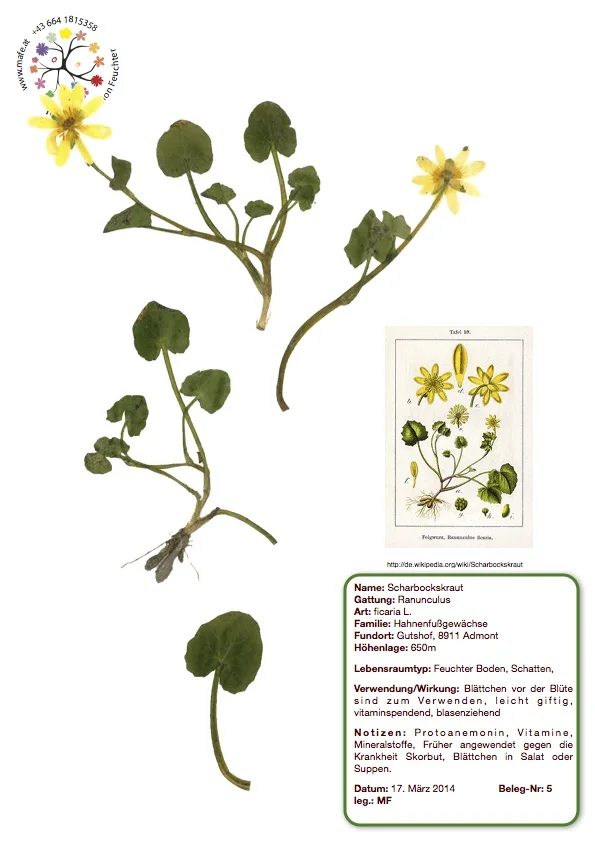 Herbarium Nr. 5 - Scharbockskraut