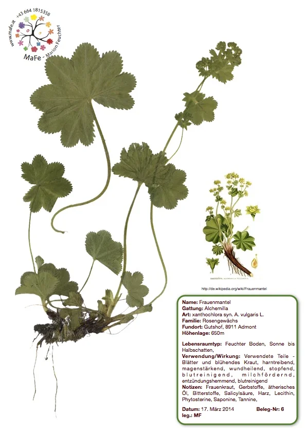 Herbarium Nr. 6 - Frauenmantel