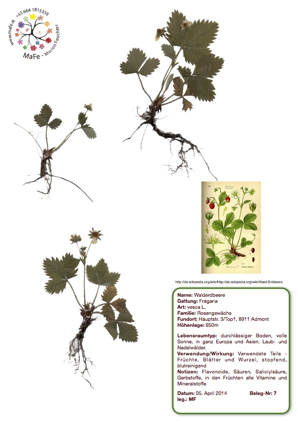 Herbarium Nr. 7 - Walderdbeere