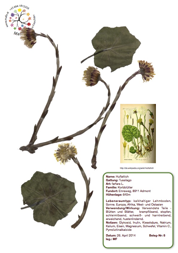 Herbarium Nr. 8 - Huflattich
