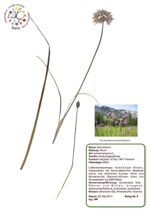 Herbarium Nr. 9 - Schnittlauch