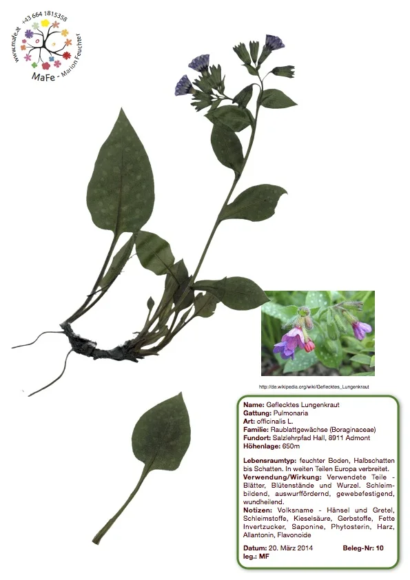 Herbarium Nr. 10 - Geflecktes Lungenkraut