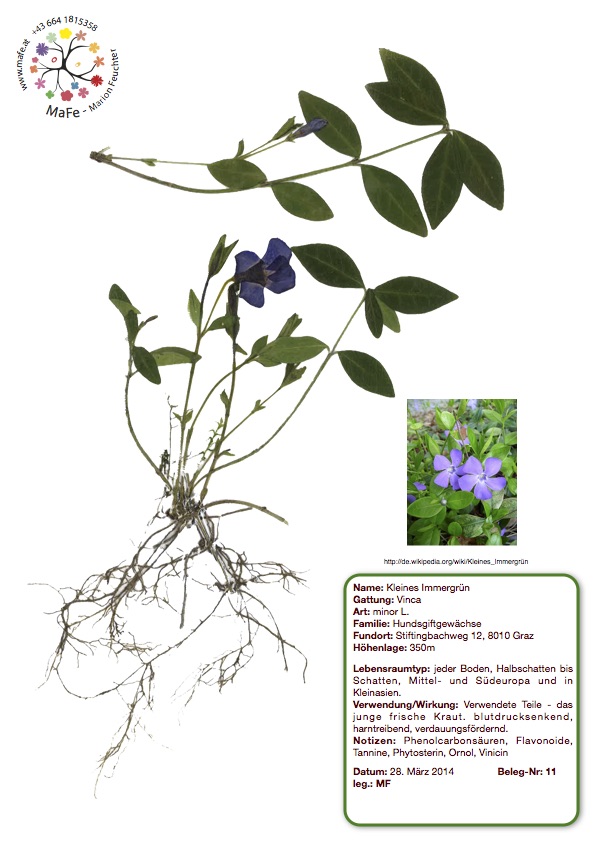 Herbarium Nr. 11 - Kleines Immergrün