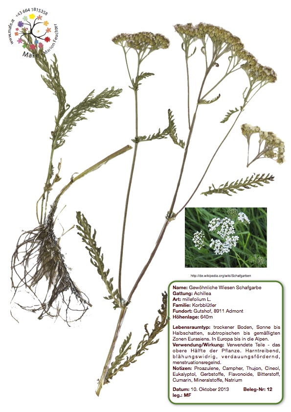 Herbarium Nr. 12 - Wiesen Scharfgarbe