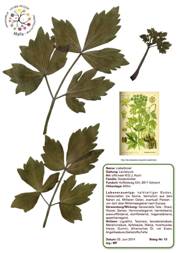 Herbarium Nr. 13 - Liebstöckel