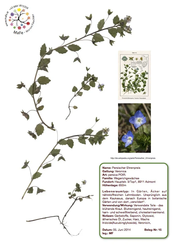 Herbarium Nr. 15 - Persischer Ehrenpreis