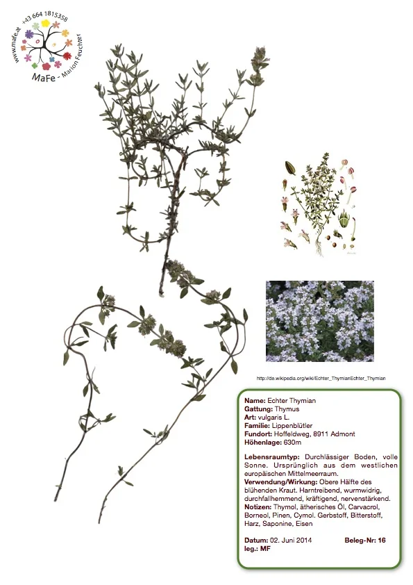 Herbarium Nr. 16 - Echter Thymian