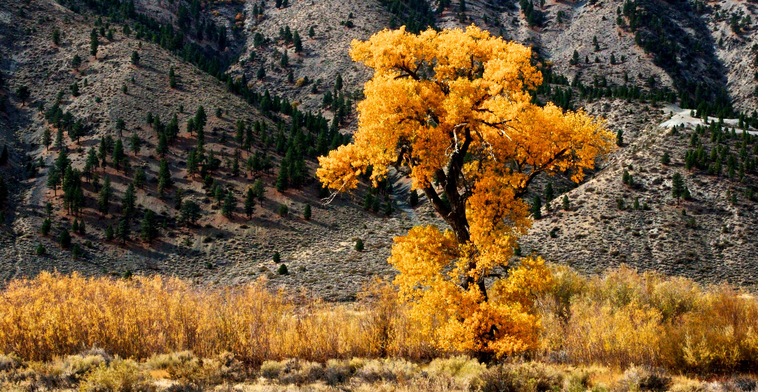 Fall foliage. Reno, Nevada