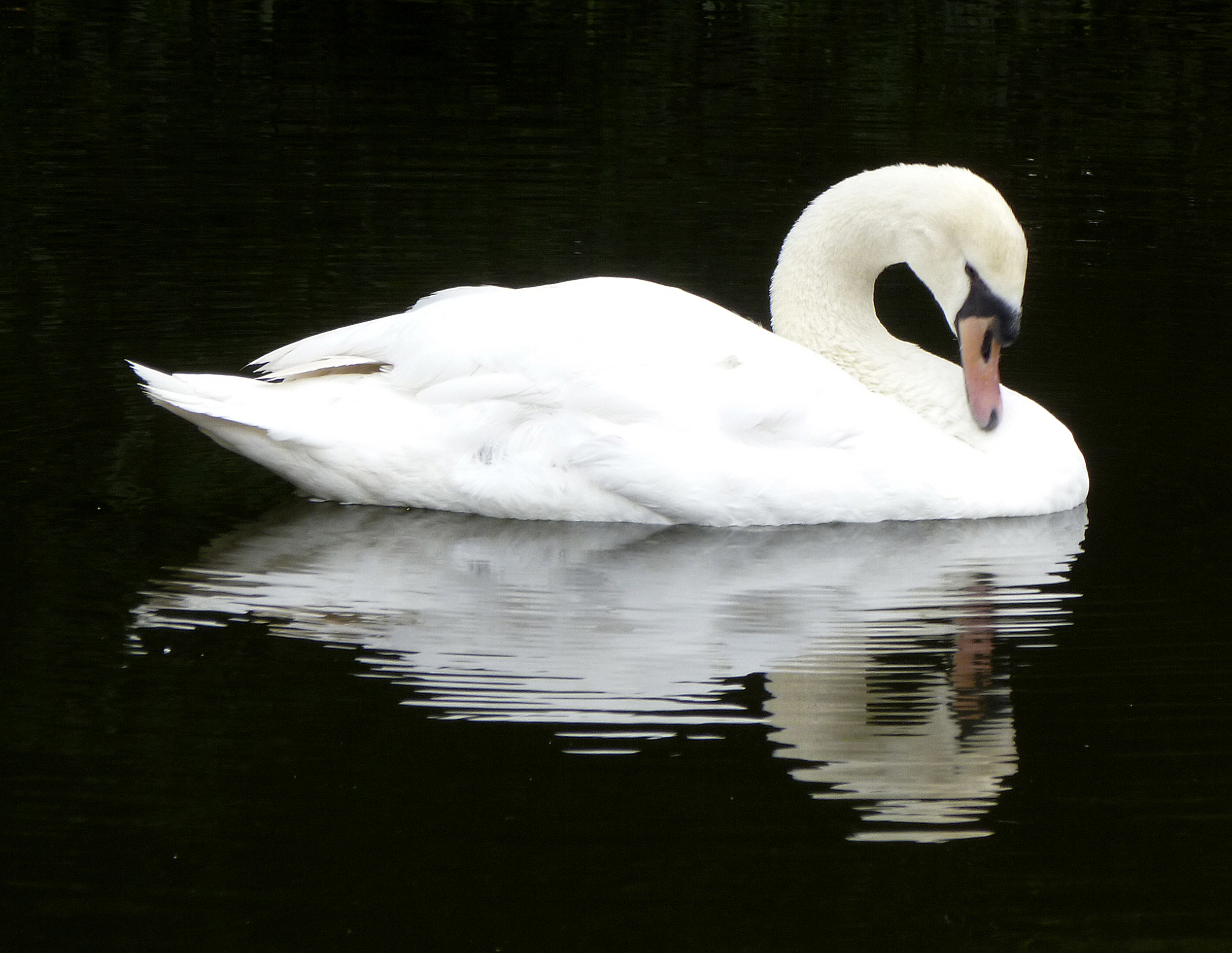 Swan at Palace of Fine Arts. San Francisco, California