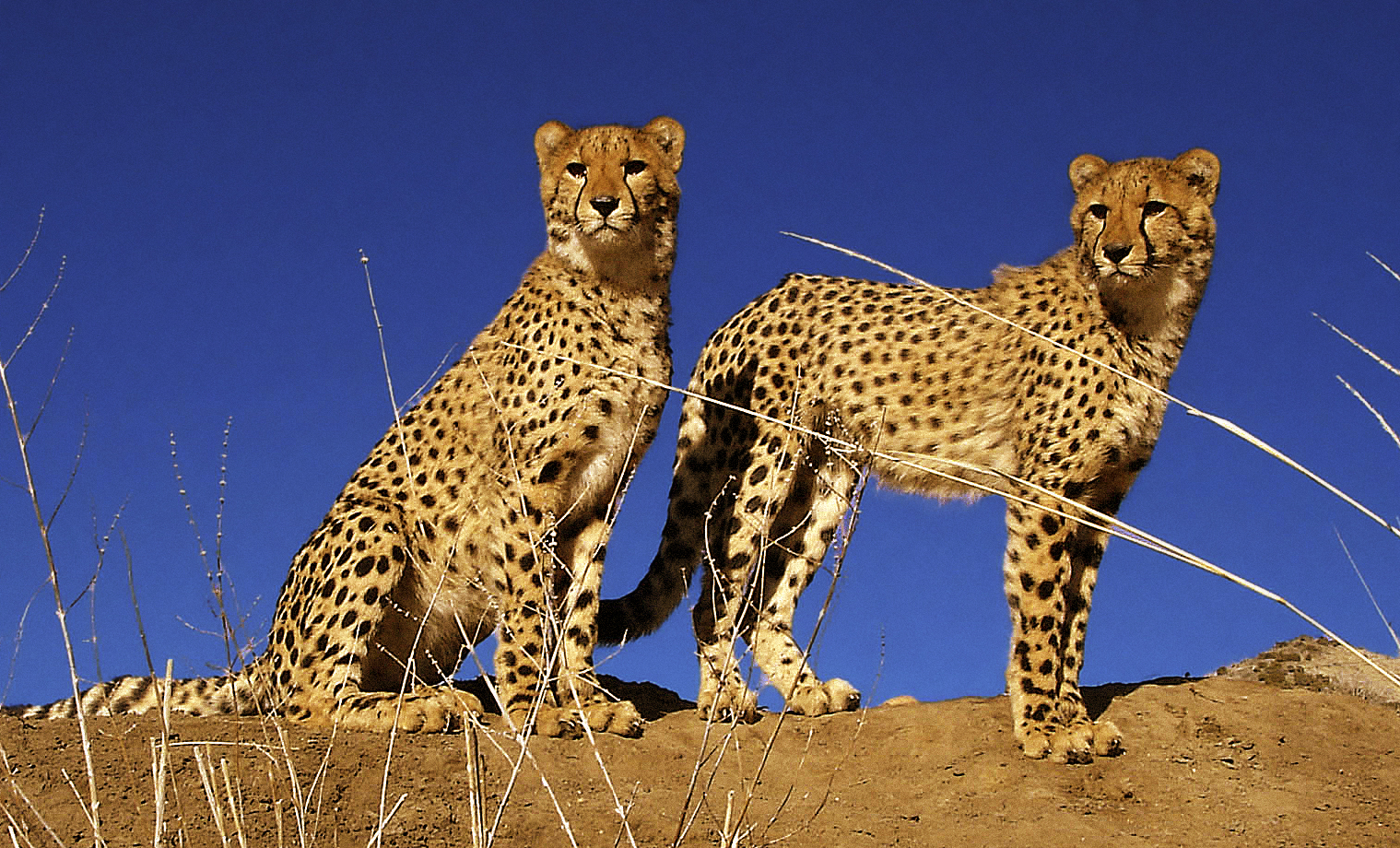Cheetah brothers in Nevada.