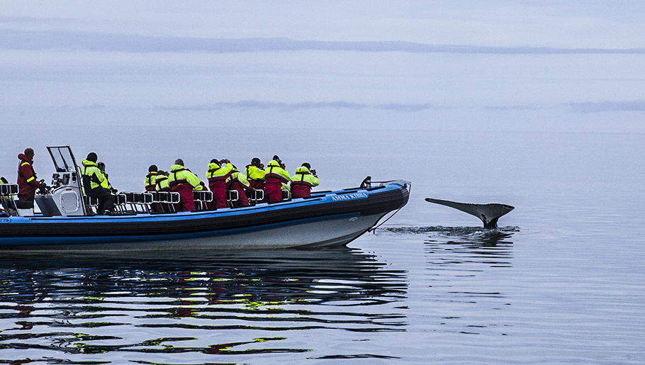 Whale of a tale. Iceland.