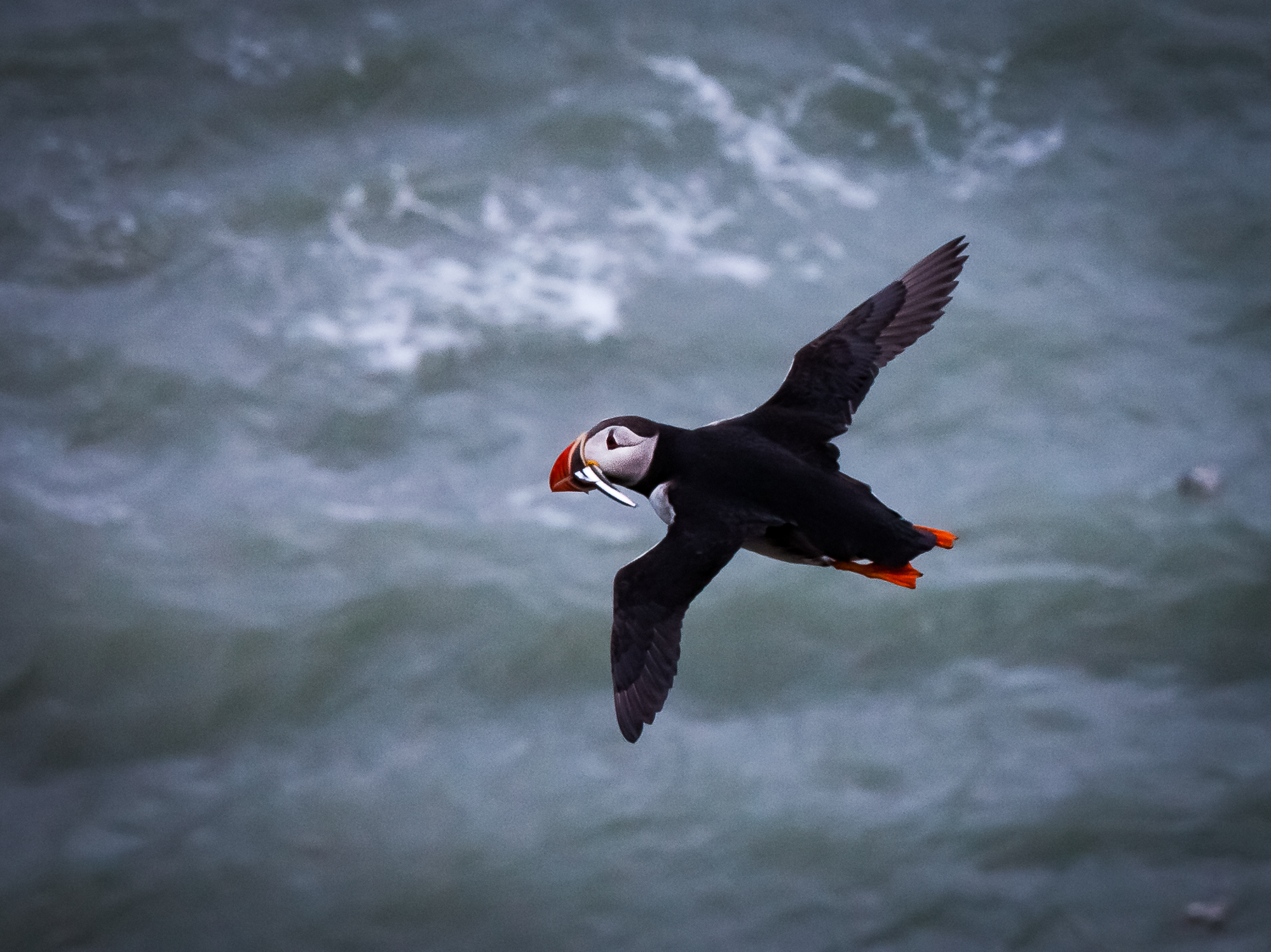 Puffin on the wing. Iceland.