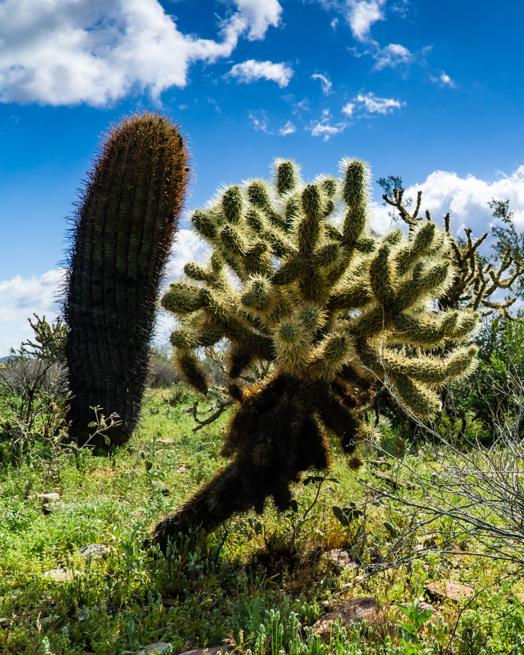 Cacti in the Arizona desert.