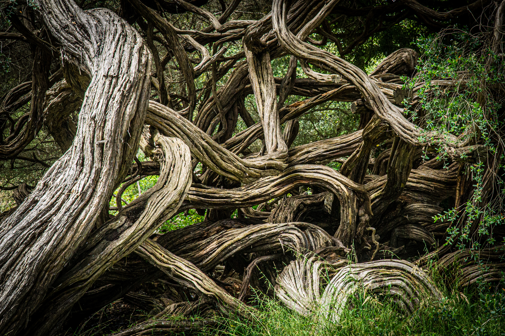 Point Lobos, Twisted Trees