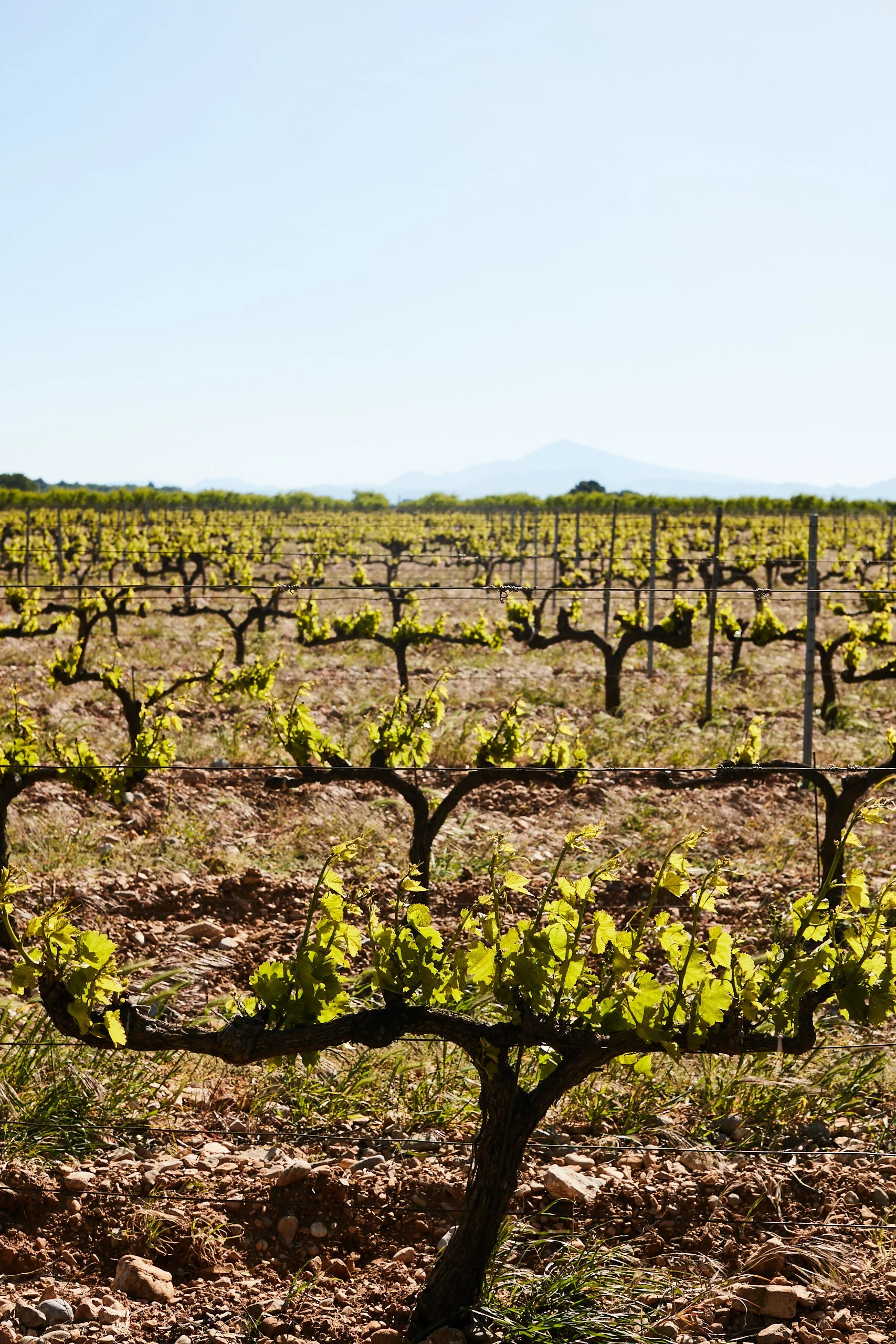 vignes_feuille_mont_ventou.jpg