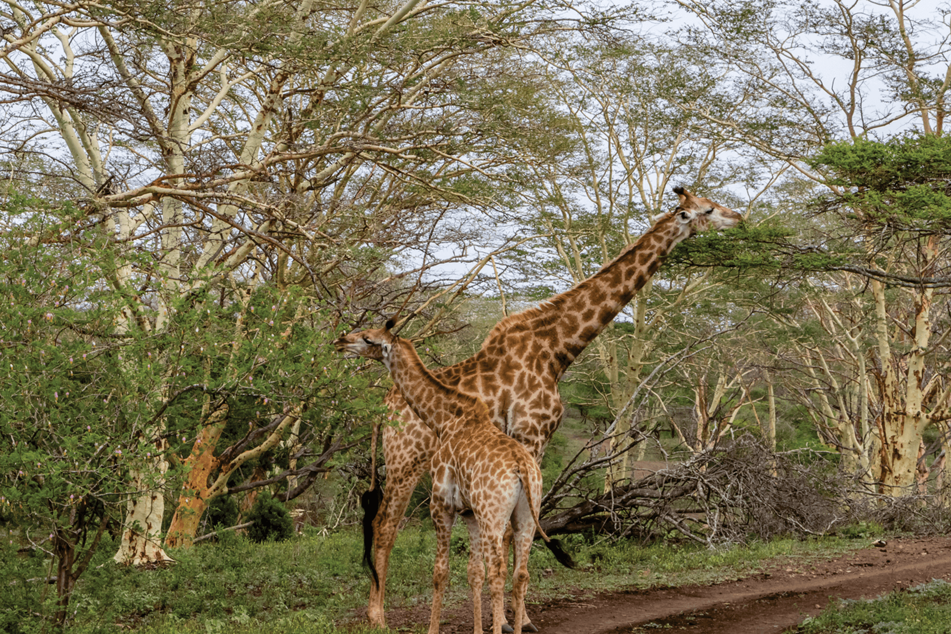 giraffezn.png