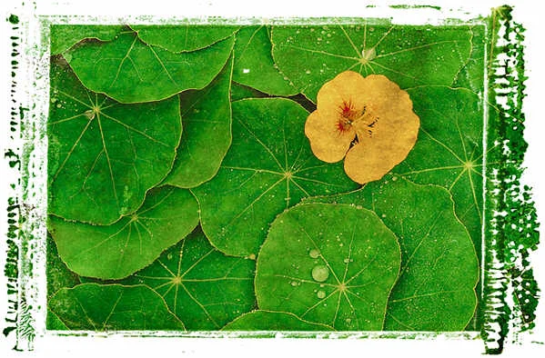 edibleflower.jpg
