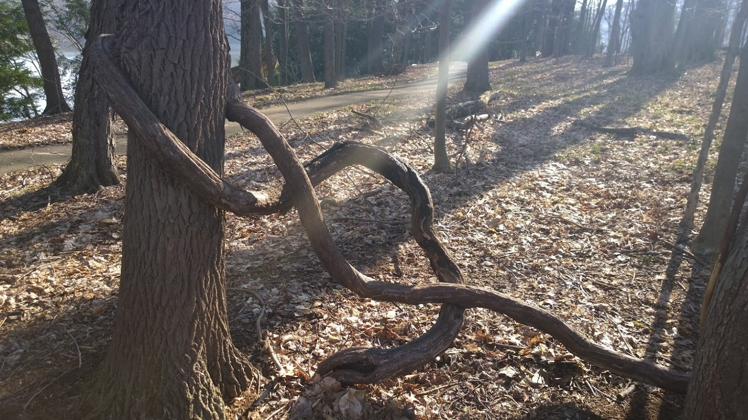 figure 8 in branch.png