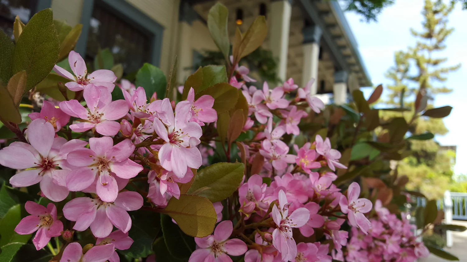 flowers.jpg