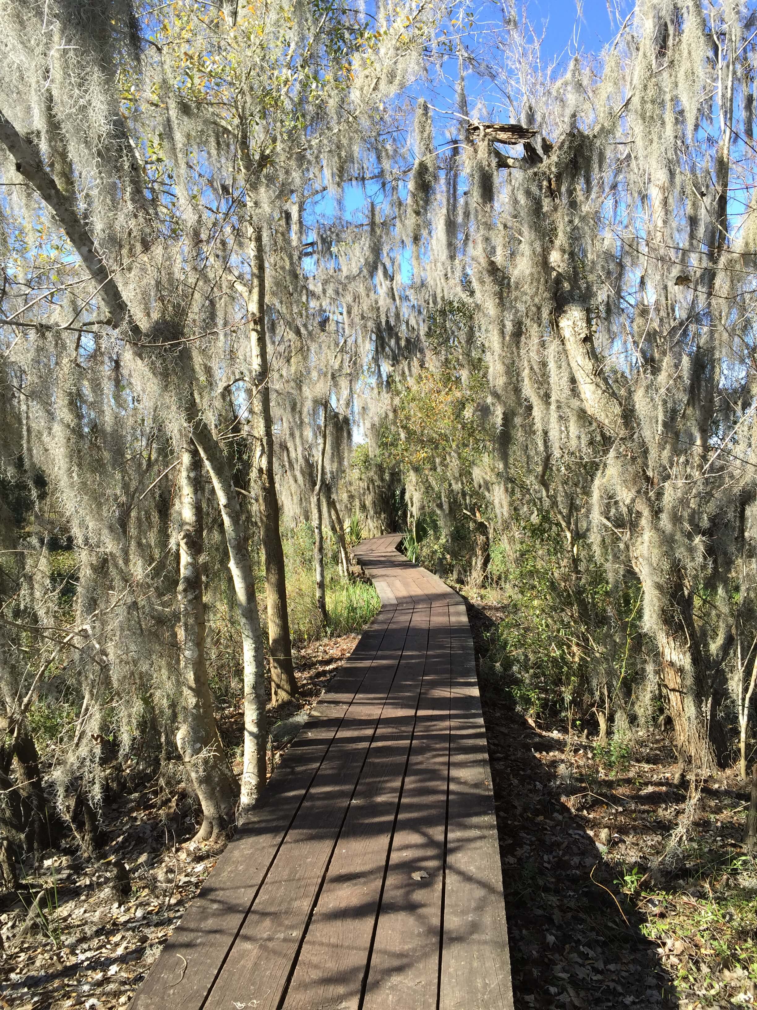 Swamp Boardwalk Hike Near New Orleans