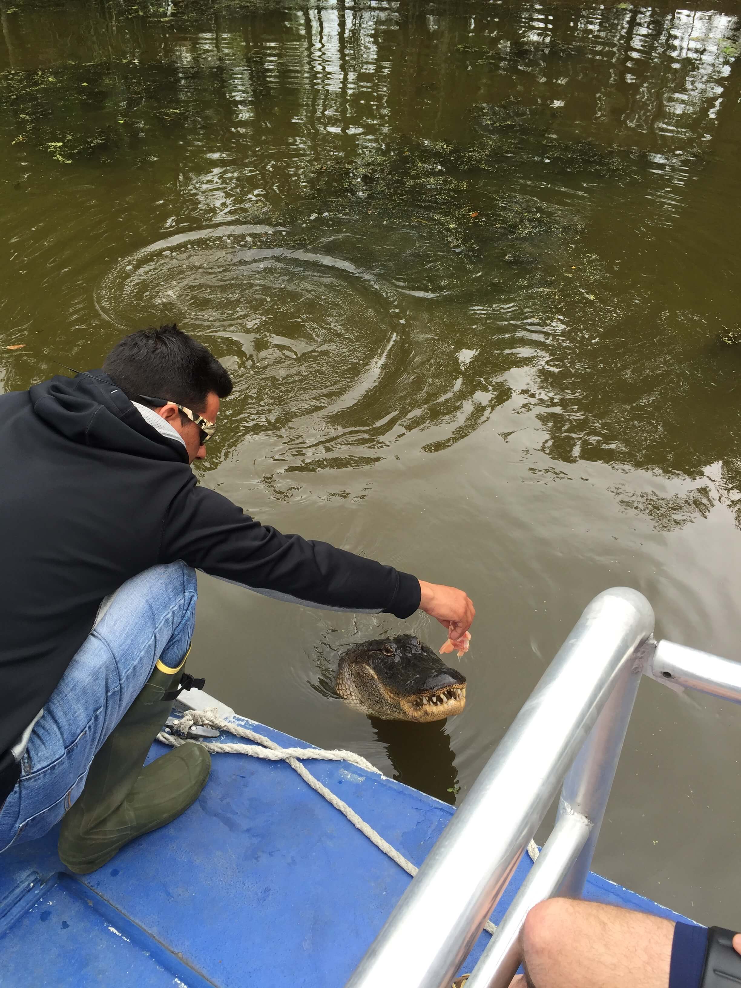 Alligator Approaching our Airboat